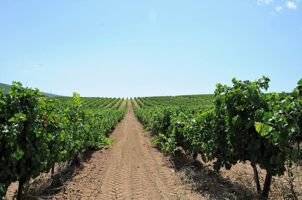 Mythology & Vines: Exploring the Temple of Artemis & Mesogaia Wineries
