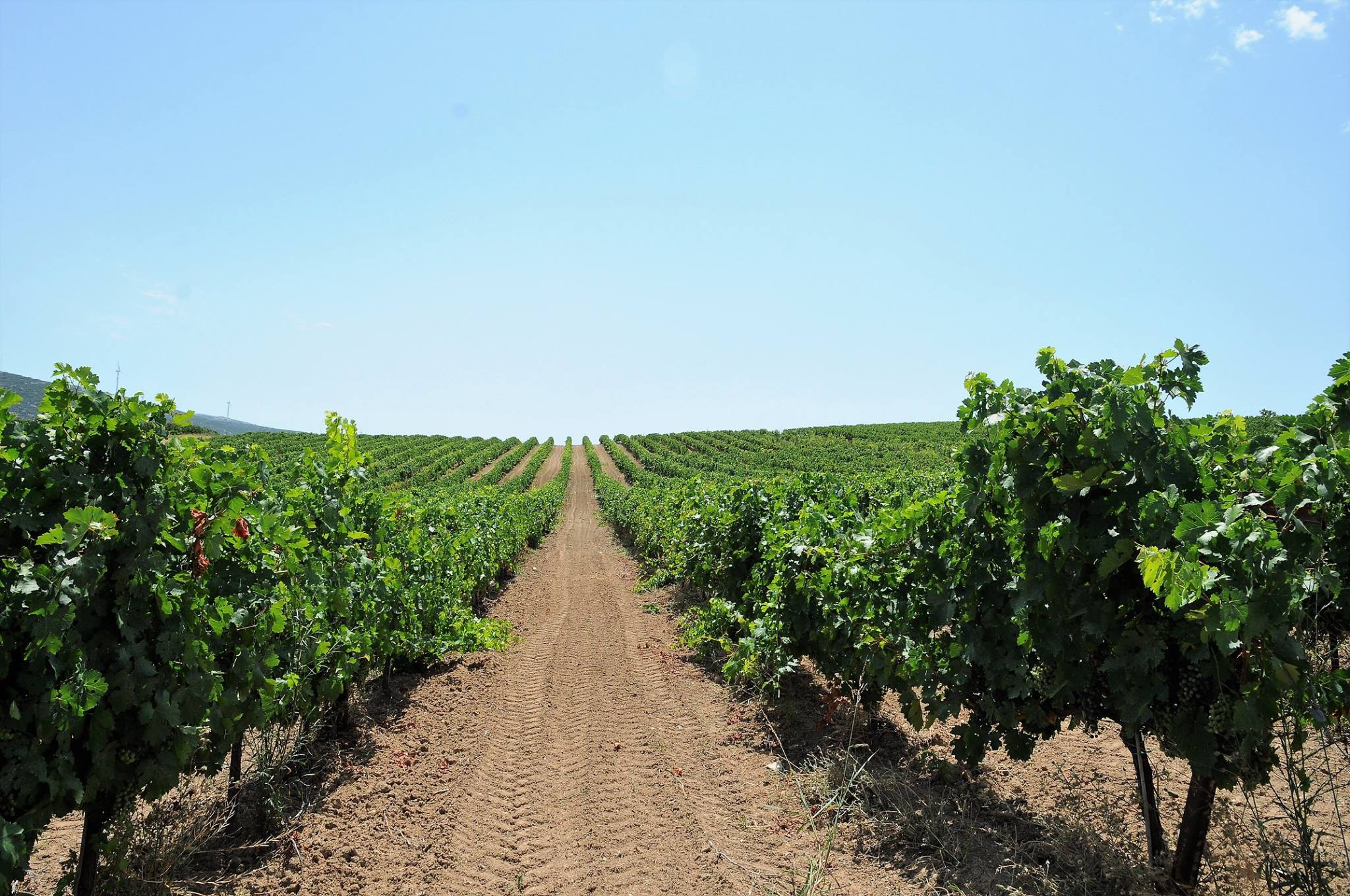 Mythology & Vines: Exploring the Temple of Artemis & Mesogaia Wineries